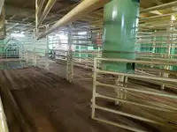 Live Stock Carrier Cattle